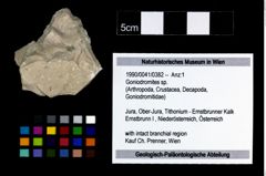 Foto (Objekt + Etikett) von Goniodromites sp.  (NHMW-GEO-1990-0041-0382)